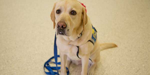 Rio Parents Help Organize Sutter Health's "Canine Companions" Program