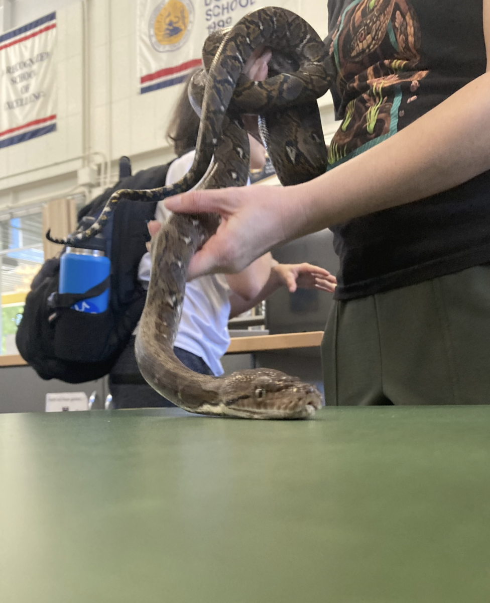 A Save the Snakes volunteer holds a snake in the Rio Americano library.