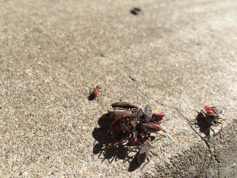 Jadera Bugs Crawling All Over Campus