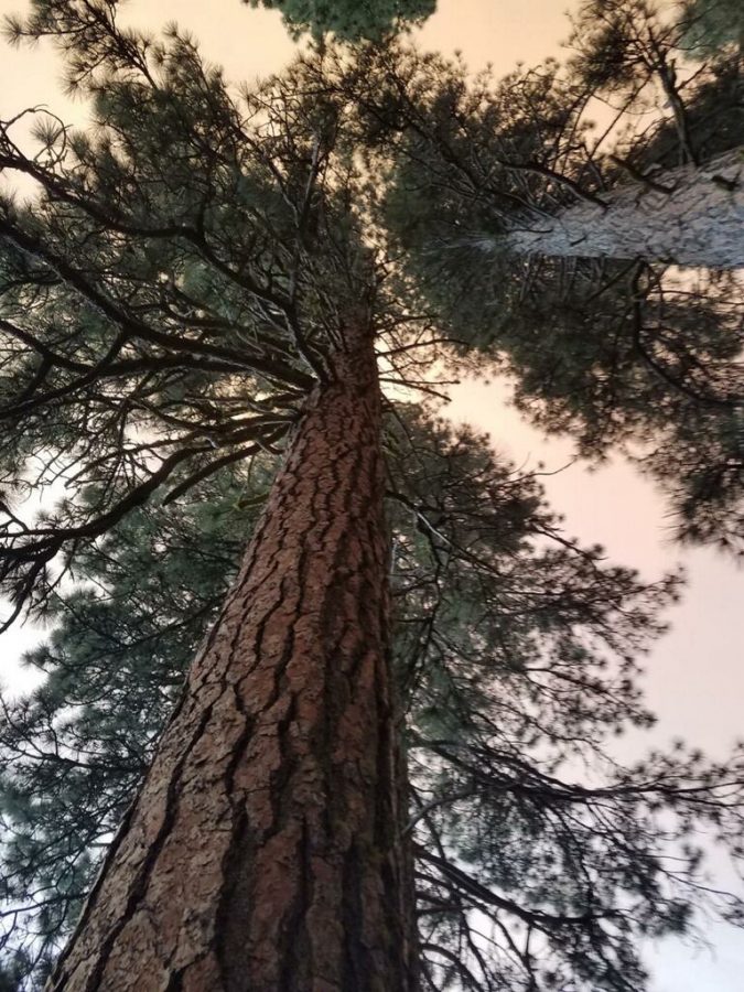 Smoke from the Creek Fire obstructed views from inside Yosemite National Park and interfered with visitors' hiking and camping. As of Sept. 9, all 18 national forests in California are closed.