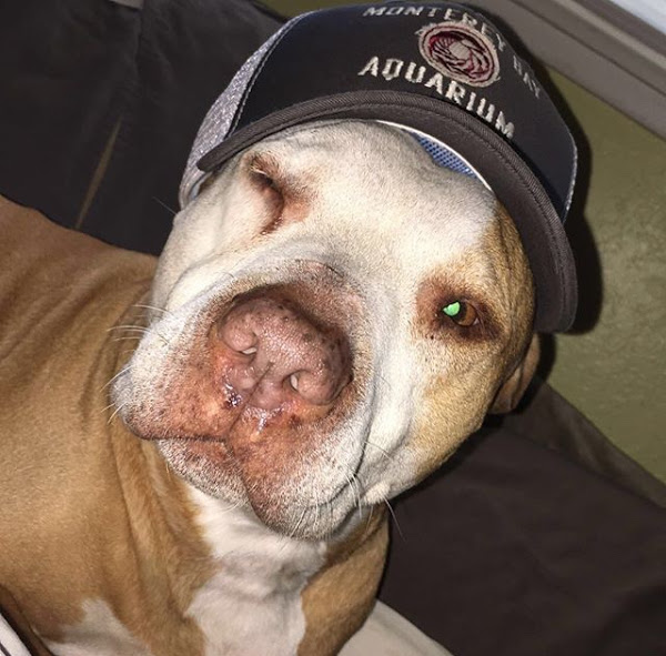 Sophomore John Fuhrman’s pit bull, Gus, wearing a hat.